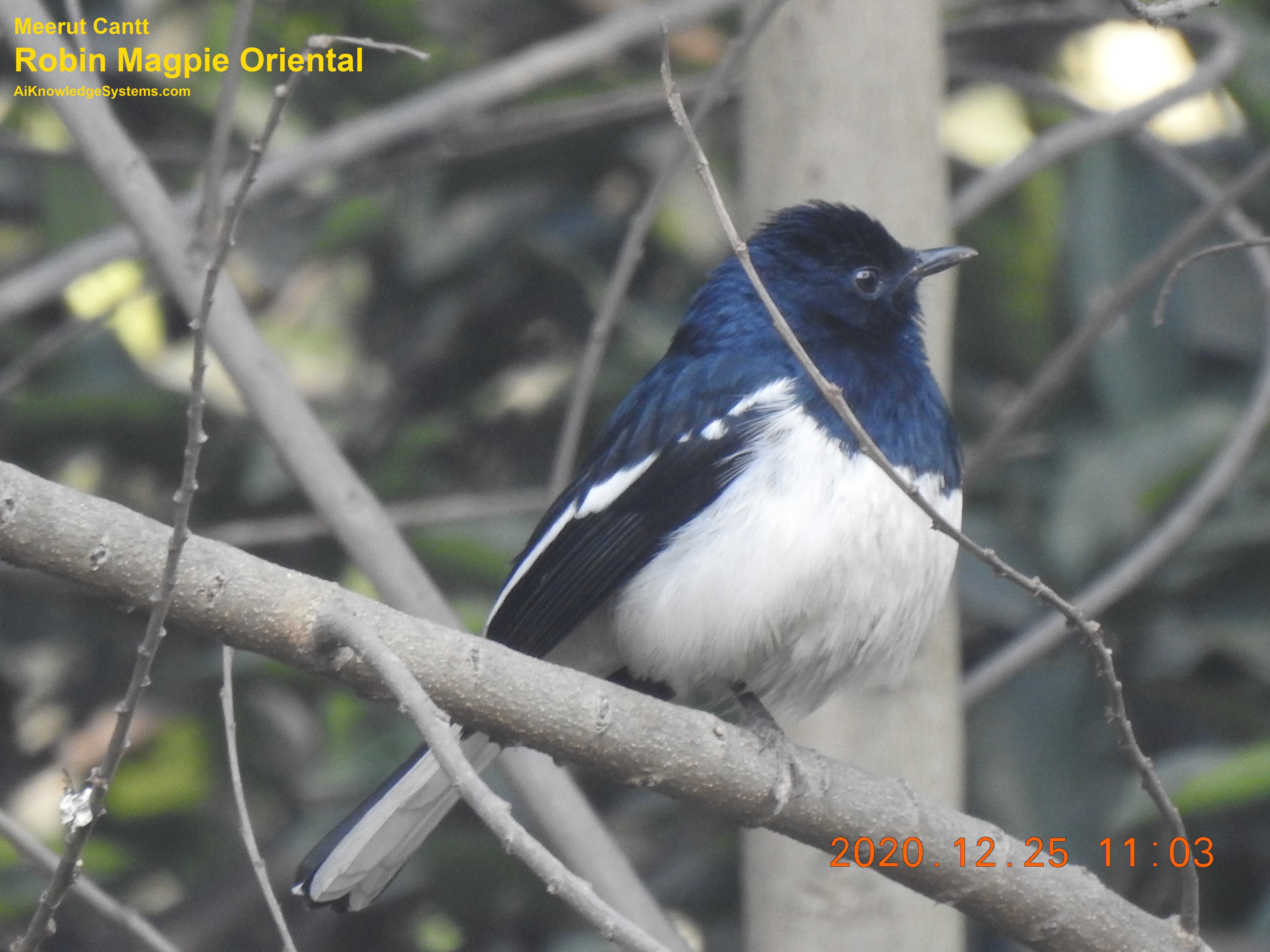 Magpie Robin (26) Coming Soon